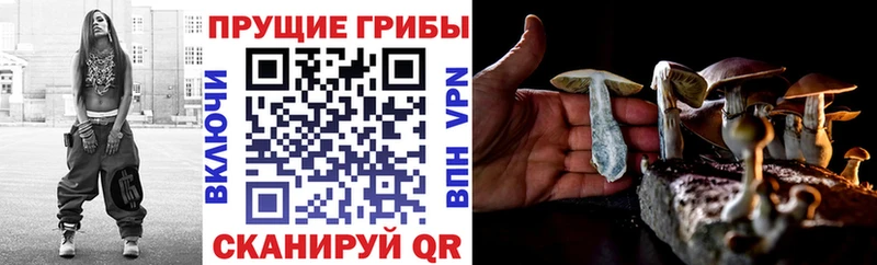 Псилоцибиновые грибы Cubensis  Новохопёрск 